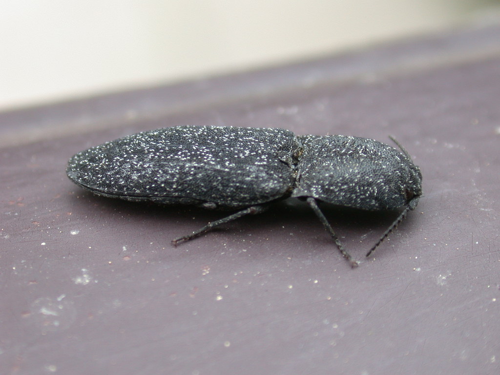 Lacon punctatus  in Abruzzo (Elateridae)
